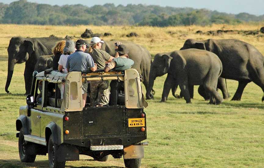 Wildlife Safari