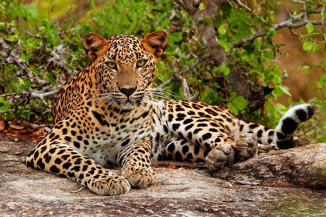 Luxury Sri Lanka - 10 Days